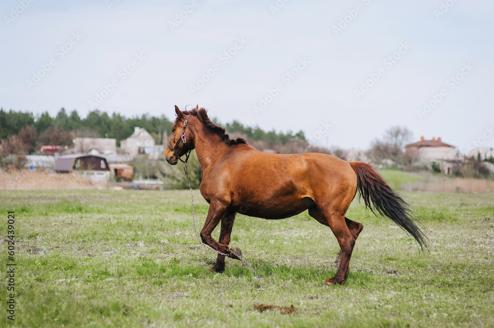 A beautiful young fast brown horse runs in a meadow with green grass in a pasture, nature. Animal photography, portrait. A beautiful young fast brown horse runs in a meadow with green grass in a pasture, nature. Animal photography, portrait.