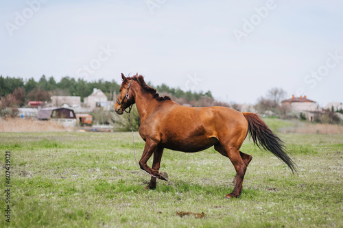 A beautiful young fast brown horse runs in a meadow with green grass in a pasture  nature. Animal photography  portrait.