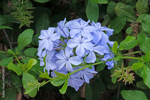 Fényképezés The cape leadwort, blue plumbago or Cape plumbago (Latin - Plumbago auriculata)