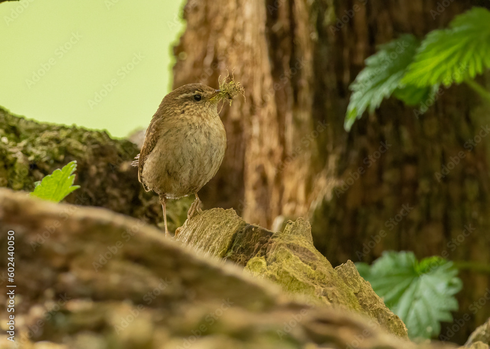 Tiny wren, small brown bird, perched on old wood in the forest gathering material for its nest in the woodland with natural green background Tiny wren, small brown bird, perched on old wood in the forest gathering material for its nest in the woodland with natural green background