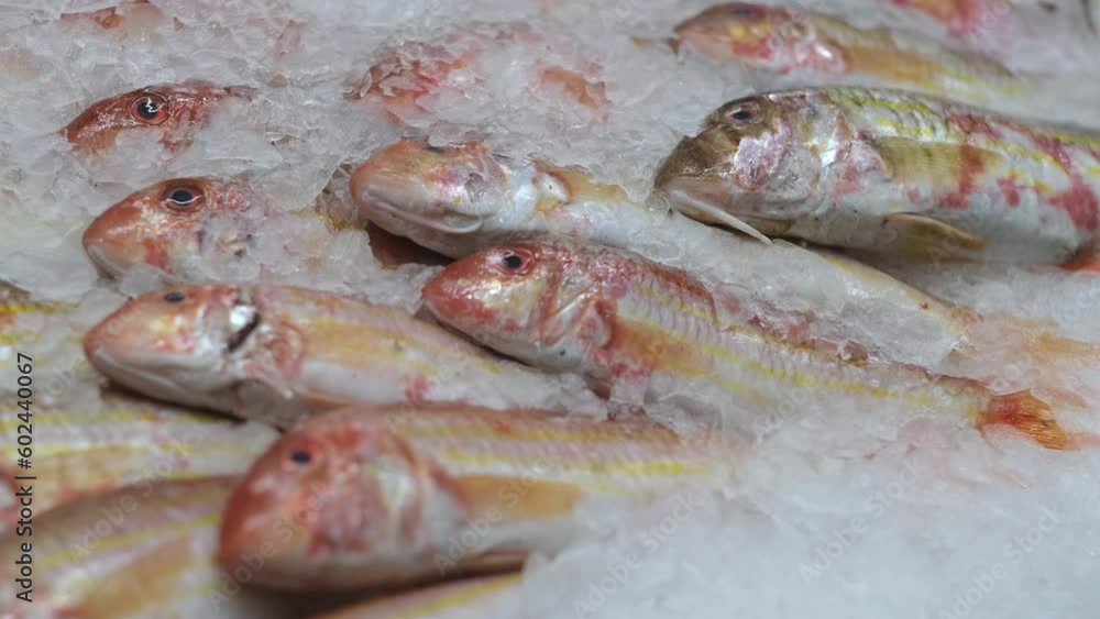 Wild caught organic red mullet fish in the ice. Open showcases of seafood market or fish store. Wild caught organic red mullet fish in the ice. Open showcases of seafood market or fish store.