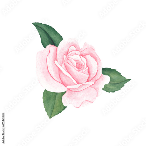 Pink rose with green leaves. Colorful watercolor floral composition. illustration isolated on white background.