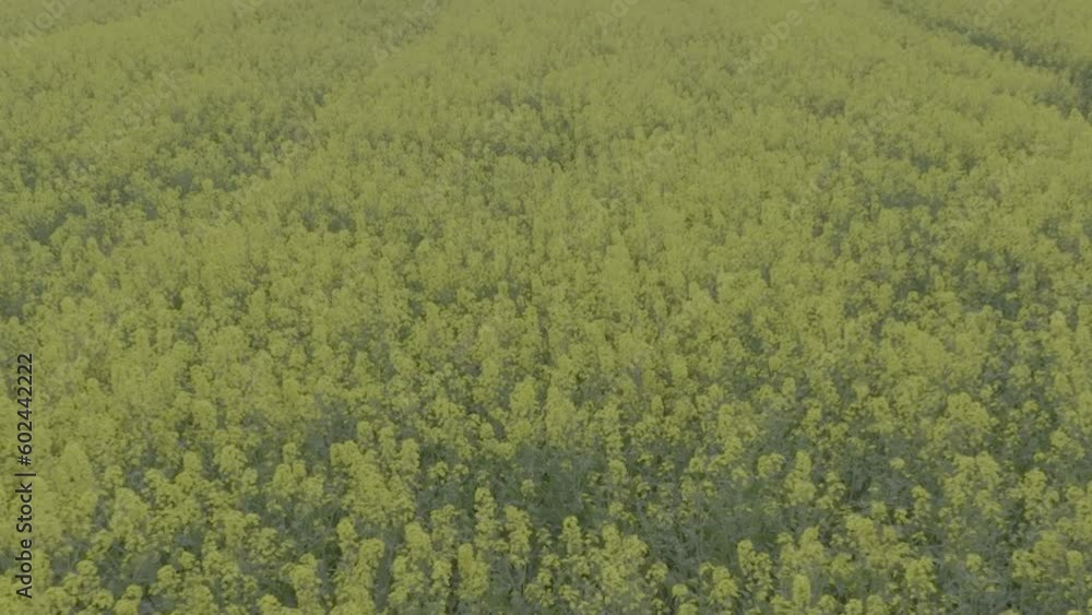 Blooming rapeseed field on a sunny day. Flying above stunning yellow rape fields in spring. Vegetable raw materials for biofuel production - biodiesel. Slow motion video, 10 bit ungraded D-LOG Blooming rapeseed field on a sunny day. Flying above stunning yellow rape fields in spring. Vegetable raw materials for biofuel production - biodiesel. Slow motion video, 10 bit ungraded D-LOG