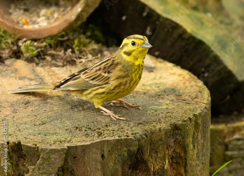 Quadro su tela Male yellow hammer, beautiful bright plumage and feathered small bird in the woo