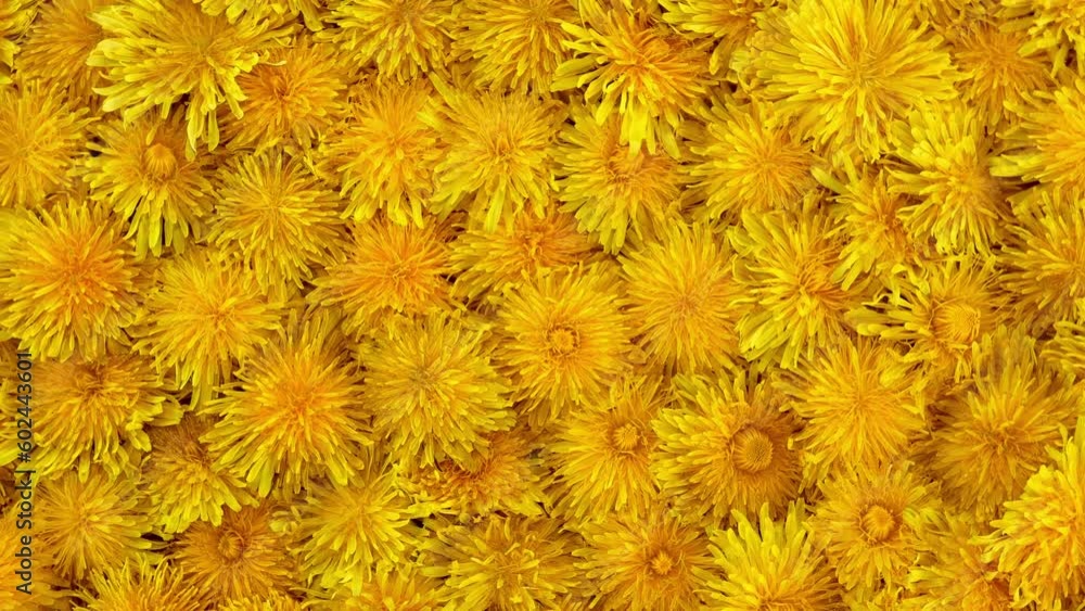 Yellow dandelions Rotate in Vibrant Color it Perfect Backdrop for Your Project. Yellow dandelions Rotate in Vibrant Color it Perfect Backdrop for Your Project.