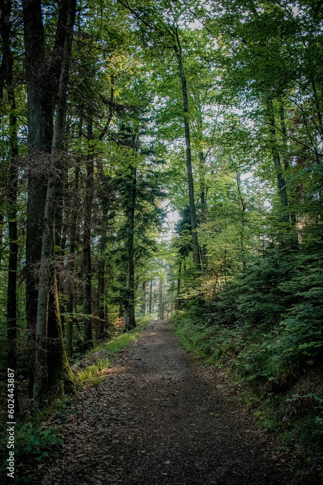 path in the big woods path in the big woods