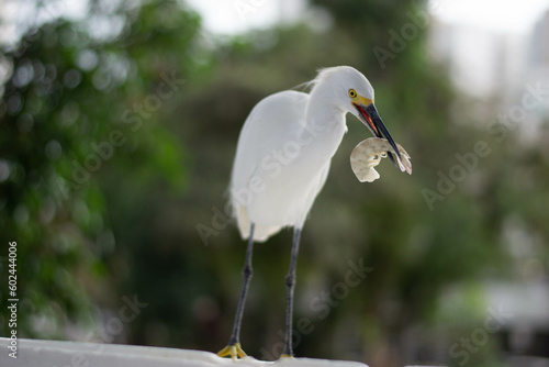 Garça