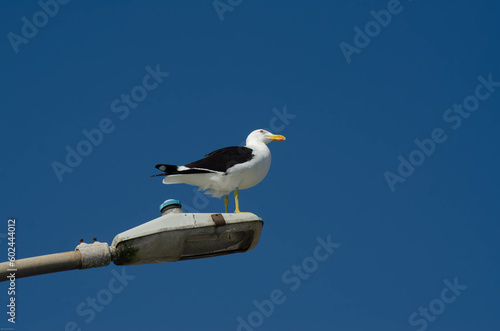 Gaivota