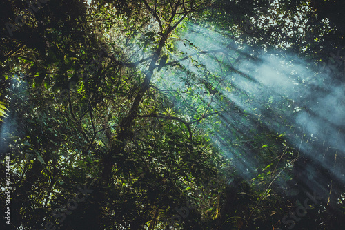 Luz da Mata - beams of sunlight through the forest of Serra do Mar State Park.