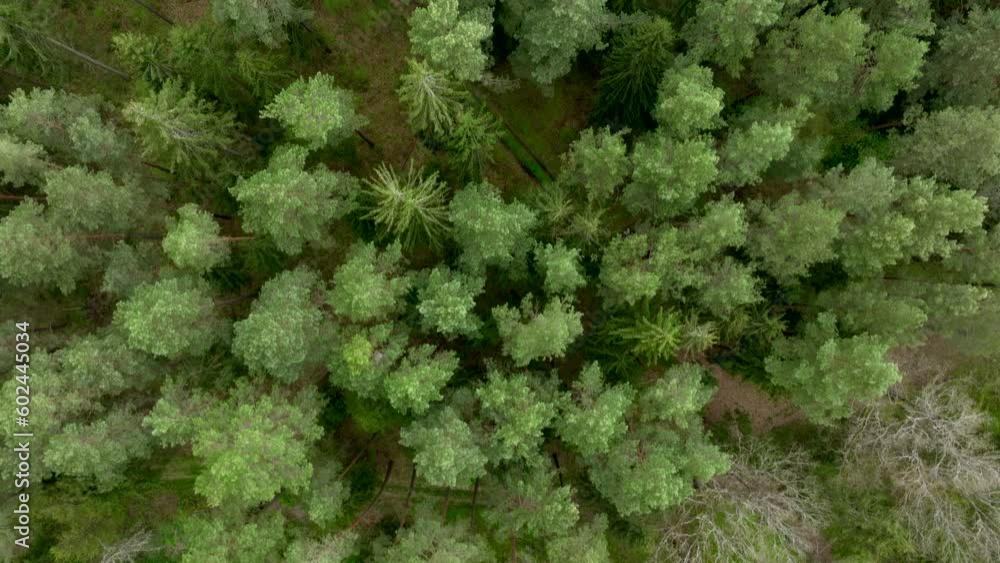 Top view of green summer forest in Warmia, northern Poland, Europe Top view of green summer forest in Warmia, northern Poland, Europe