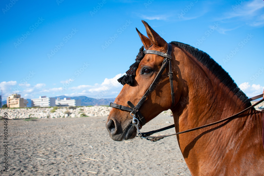Obraz premium Portrait of a brown horse. Portrait of a Spanish horse on the beach. Horse on the Spanish coast. Side portrait of a mare. 