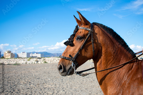 Portrait of a brown horse. Portrait of a Spanish horse on the beach. Horse on the Spanish coast. Side portrait of a mare. 