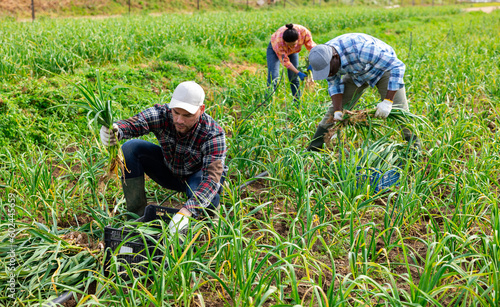 Man gardener harvesting fresh young garlic on field with co-workers.