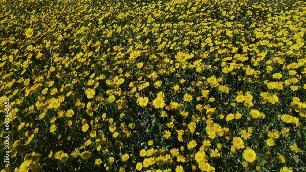 Close up drone view of yellow wild field flowers. A carpet of yellow wild flowers in a meadow in spring or early summer. 4K resolution drone video. Close up drone view of yellow wild field flowers. A carpet of yellow wild flowers in a meadow in spring or early summer. 4K resolution drone video.