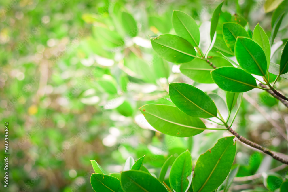 green nature background. ecology system in spring and summer background concept