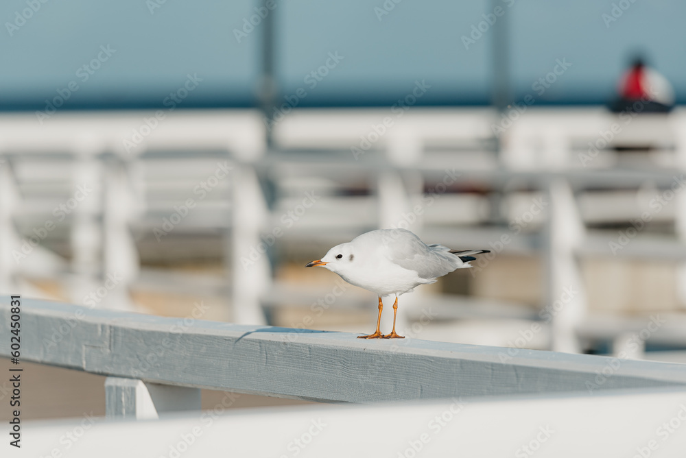 The black-headed adult gull in winter plumage on a pier fence on the Baltic Sea