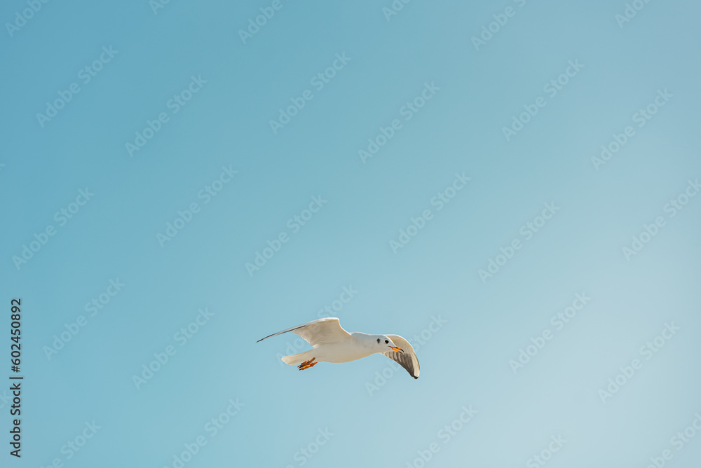 The black-headed adult gull in winter plumage on the Baltic Sea.