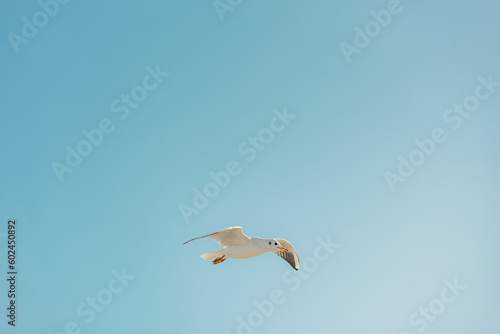 The black-headed adult gull in winter plumage on the Baltic Sea.