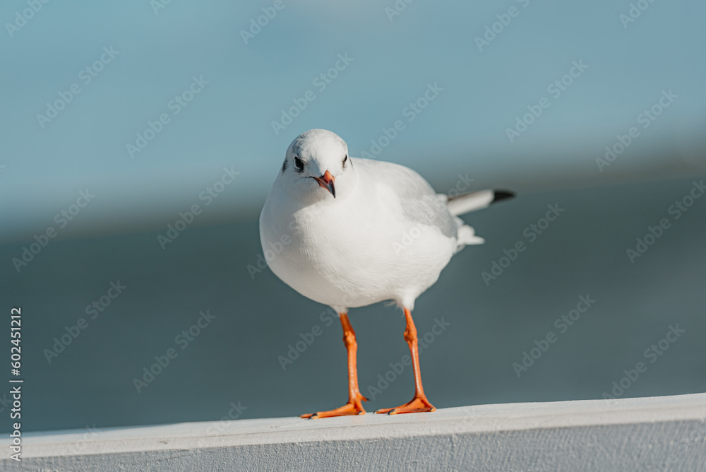 The black-headed adult gull in winter plumage on a pier fence on the Baltic Sea