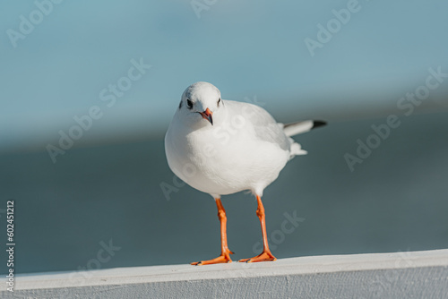 The black-headed adult gull in winter plumage on a pier fence on the Baltic Sea