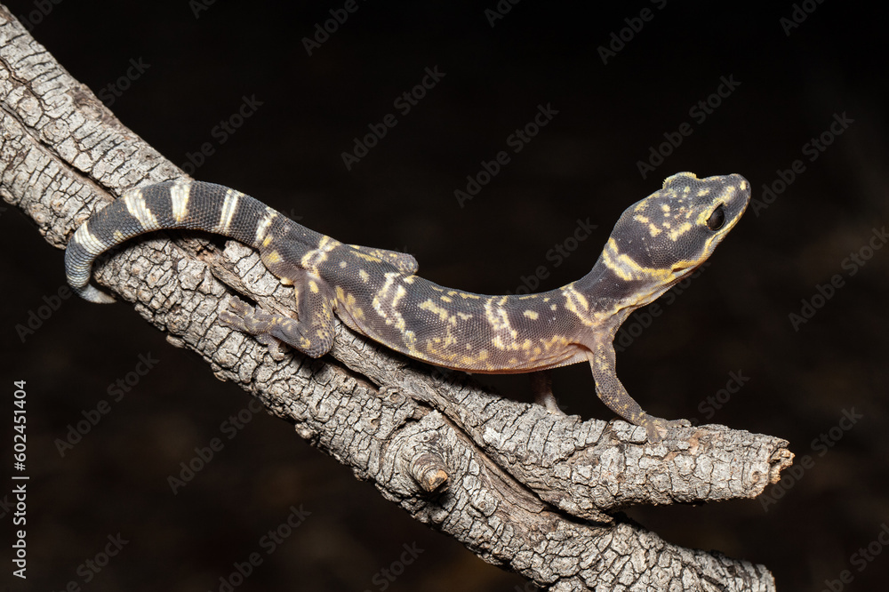 Australian Inland Velvet Gecko on tree branch Australian Inland Velvet Gecko on tree branch
