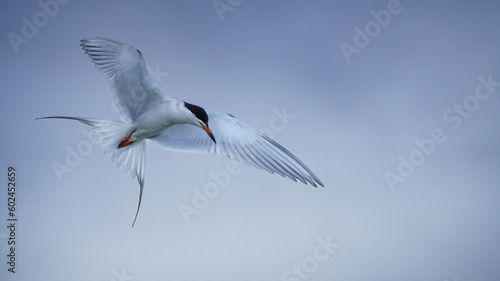 Forster's Tern © Demitry