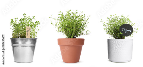 Thyme plants growing in different pots isolated on white