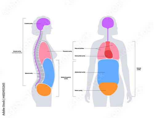 Body cavities poster