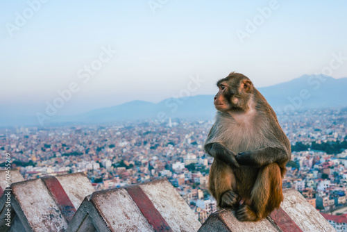 A monkey sits on a wall on the mountain and looks to the left. In the blurred background are the houses of Kathmandu Nepal. © Mirador