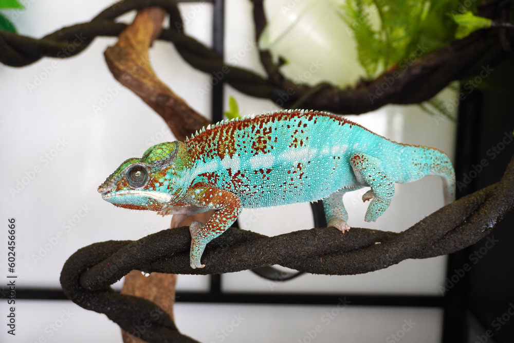Fototapeta premium Chameleon. Colorful chameleon, popular exotic pets. Selective focus