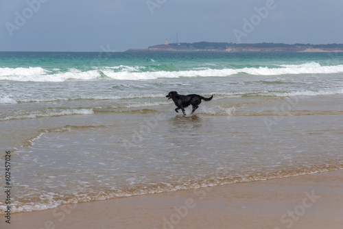 Black dog enjoying the waves on the sea beach 