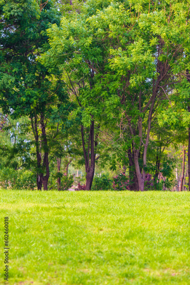 Fototapeta premium Beijing Nanyuan Forest Wetland Park Natural Scenery