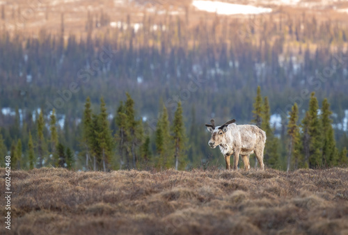 Caribou grazing © Ben