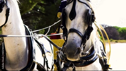 Horses with reins attached to a carriage prepared for a wedding. photo