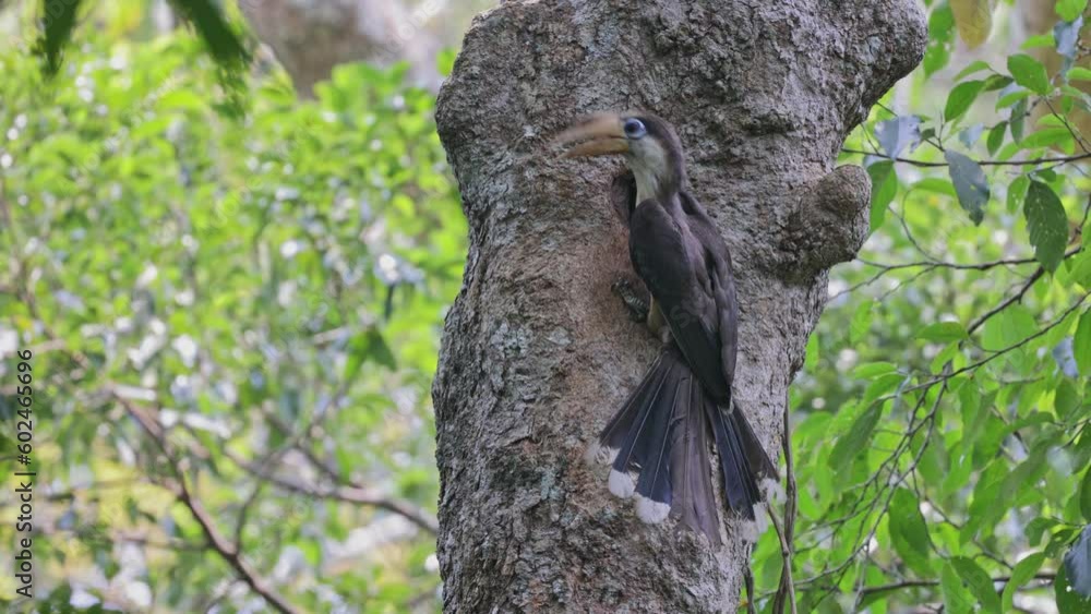 White-throated Brown Hornbill feeding baby in nest in khao yai national park White-throated Brown Hornbill feeding baby in nest in khao yai national park