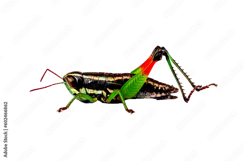 A leaf Japanese grasshopper (Oxya japonica), Acrididae bug rice grasshopper combination of brown, orange, and green colours A leaf Japanese grasshopper (Oxya japonica), Acrididae bug rice grasshopper combination of brown, orange, and green colours