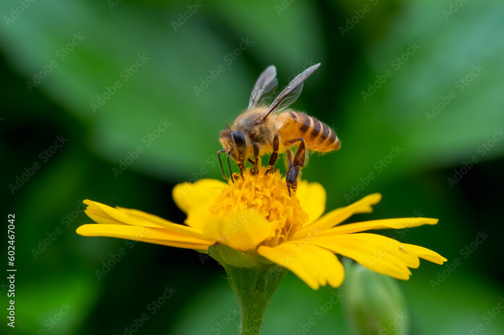 Bee on a yellow flower, macro closeup Bee on a yellow flower, macro closeup