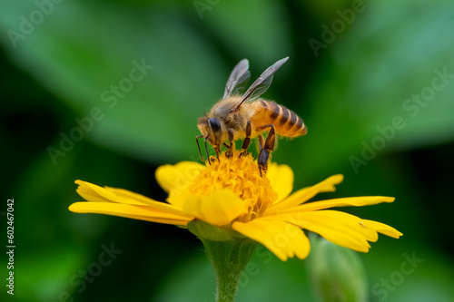 Bee on a yellow flower, macro closeup © chendongshan