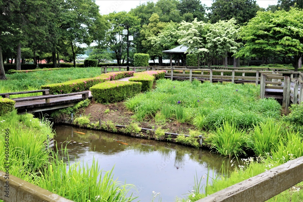 新緑の頃 白いヤマボウシの花 池 穏やかな公園 新緑の頃 白いヤマボウシの花 池 穏やかな公園