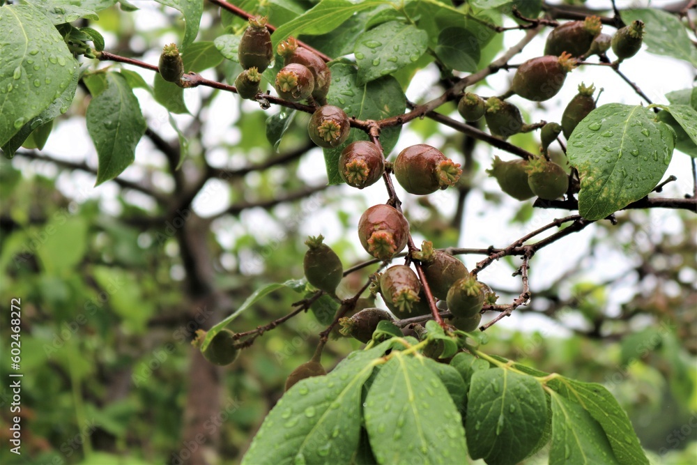 Obraz premium 新緑の中丸い実を付けた蝋梅 