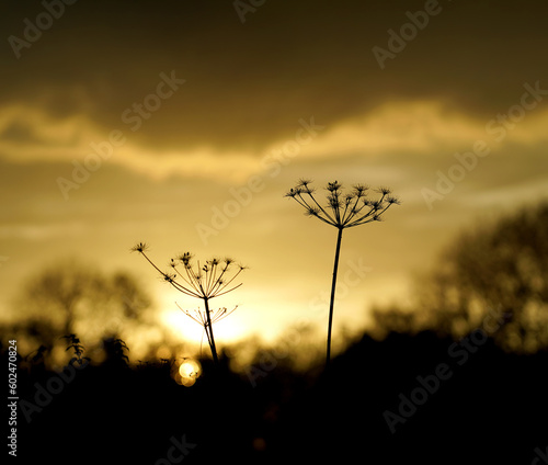 Silhouettes of grass flowers in the middle of the field in the golden light. © kiddeephoto