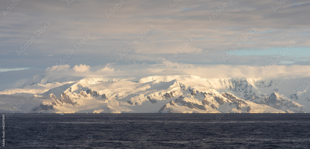Fototapeta premium Gentoo Penguins and chicks in Antarctica