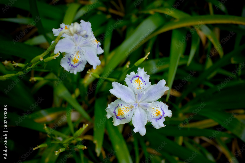 木陰に咲く著莪(シャガ)の花。春の山野草。 木陰に咲く著莪(シャガ)の花。春の山野草。