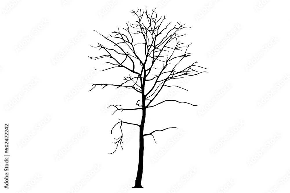 Fototapeta premium Isolated image of leafless tree silhouette on transparent background png file.