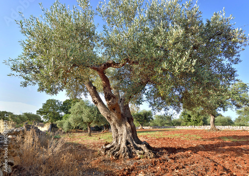 beautiful olive tree with a twisted trunk in an olive grove of the region of ...