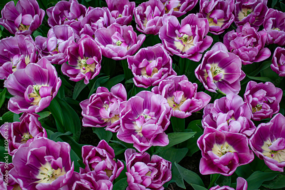 Lovely Purple Tulips Bloom in a Field outside of Amsterdam, Netherlands Lovely Purple Tulips Bloom in a Field outside of Amsterdam, Netherlands
