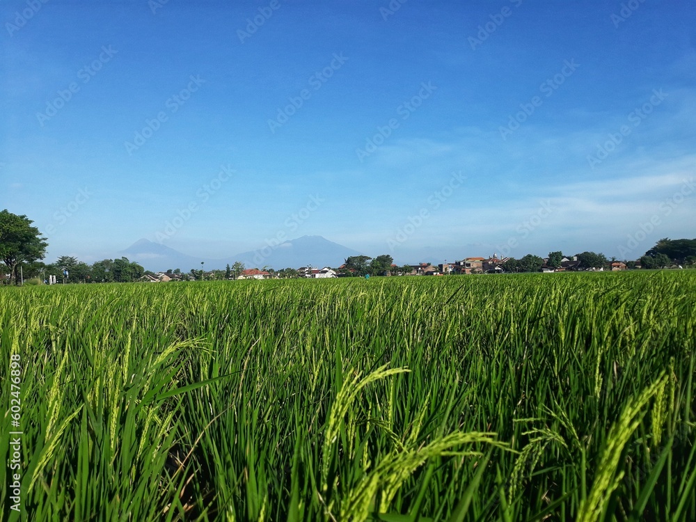 Rice with the scientific name Oryza sativa L. Rice plants in paddy rice fields with blue sky in the background swaying by the wind. Rice with the scientific name Oryza sativa L. Rice plants in paddy rice fields with blue sky in the background swaying by the wind.