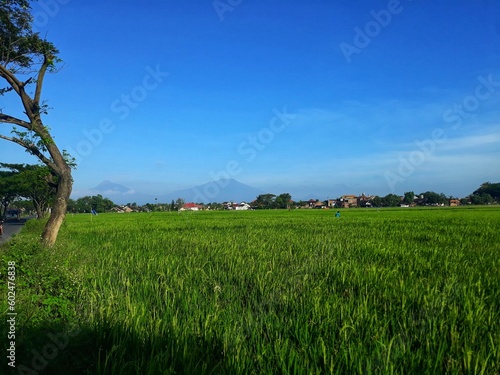 Rice with the scientific name Oryza sativa L. Rice plants in paddy rice fields with blue sky in the background swaying by the wind.