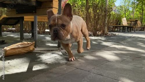 Active lovely small pedigree dog playing city public park in sunny day. Healthy brown French Bulldog running off leash on footpath pavement following camera outdoors. Urban pet concept, city lifestyle