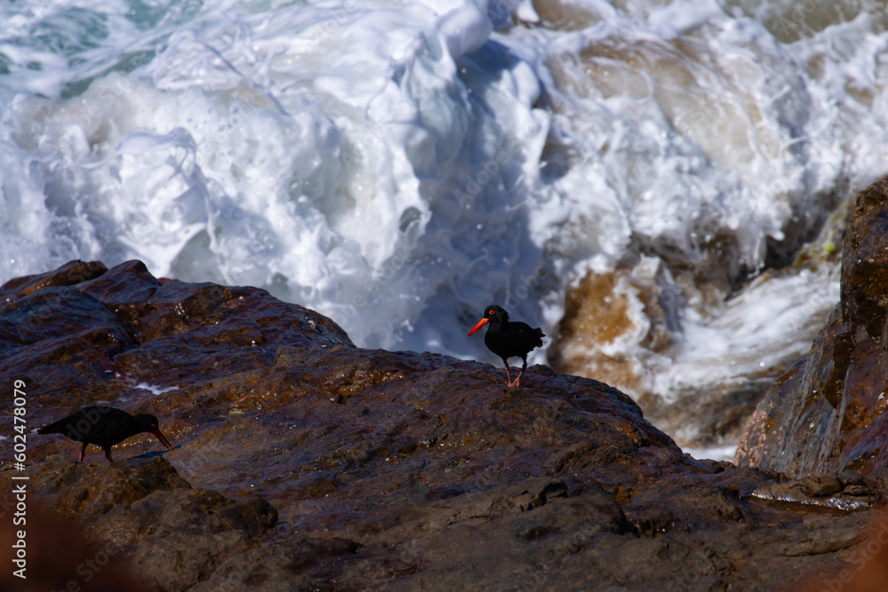 australian bird sooty oystercatcher (Haematopus fuliginosus) searching for food on the rocks in deepwater national park, agnes water, gladstone, queensland, australia
